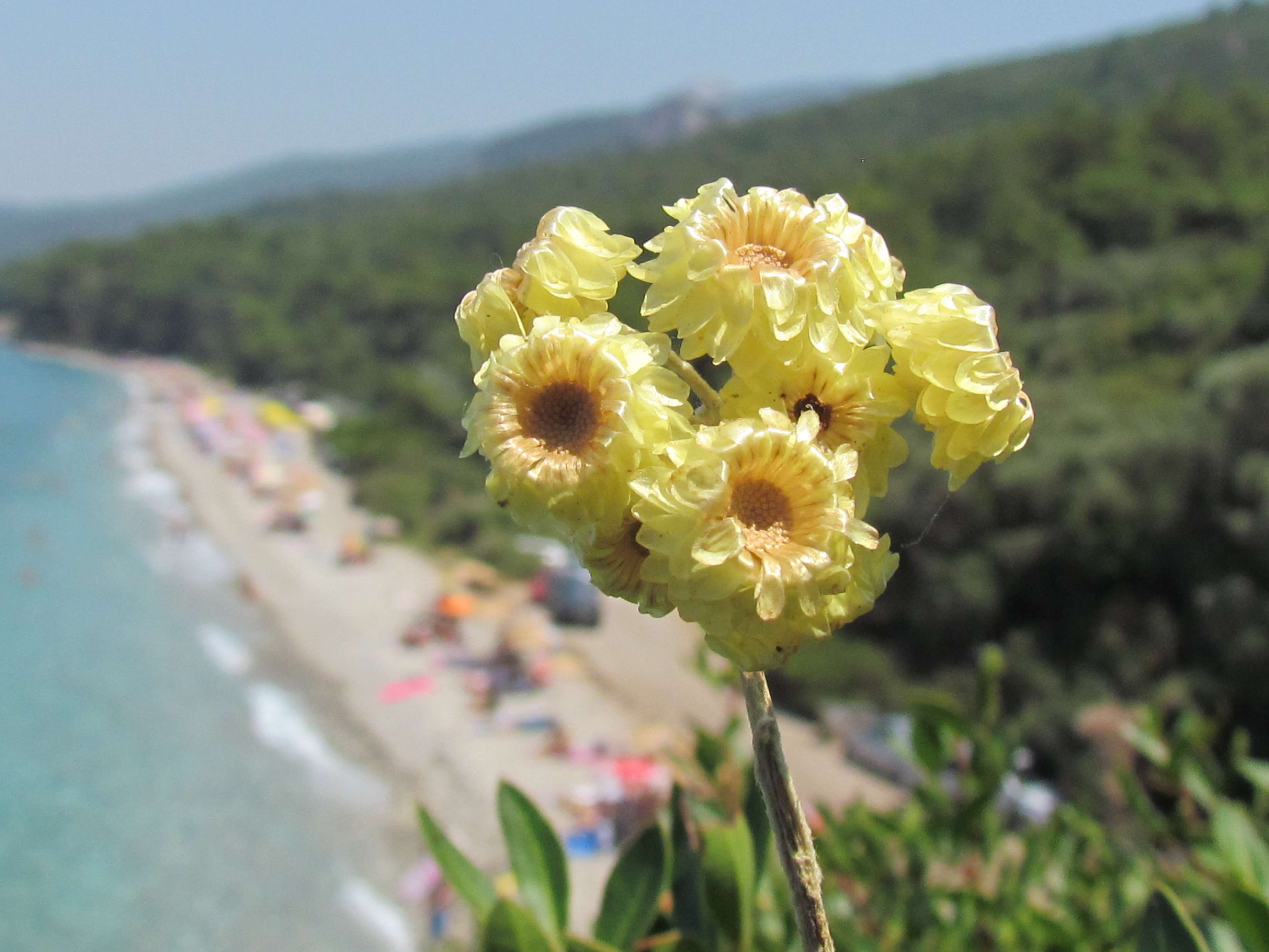 Guzelcamli Flowers